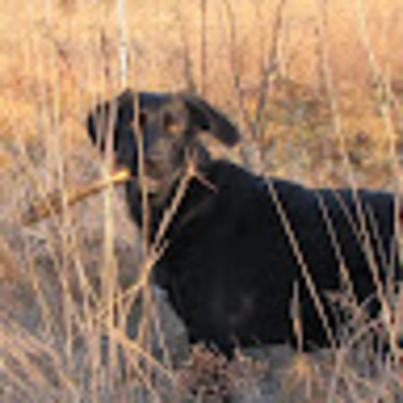 Meet your Posher, Pauline - Picture 1 of 1